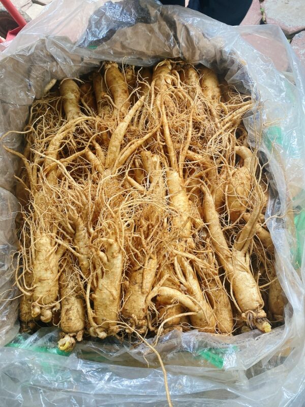 Sâm Tươi Hàn Quốc 6 năm tuổi Loại 1kg 6 củ - Ảnh 3