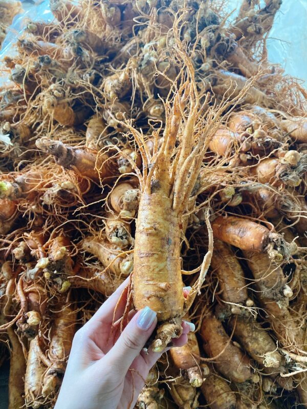 Sâm Tươi Hàn Quốc 6 năm tuổi Loại 1kg 6 củ - Ảnh 4