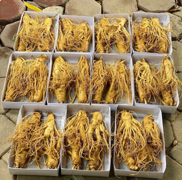 Sâm Tươi Hàn Quốc 6 năm tuổi Loại 1kg 6 củ - Ảnh 5
