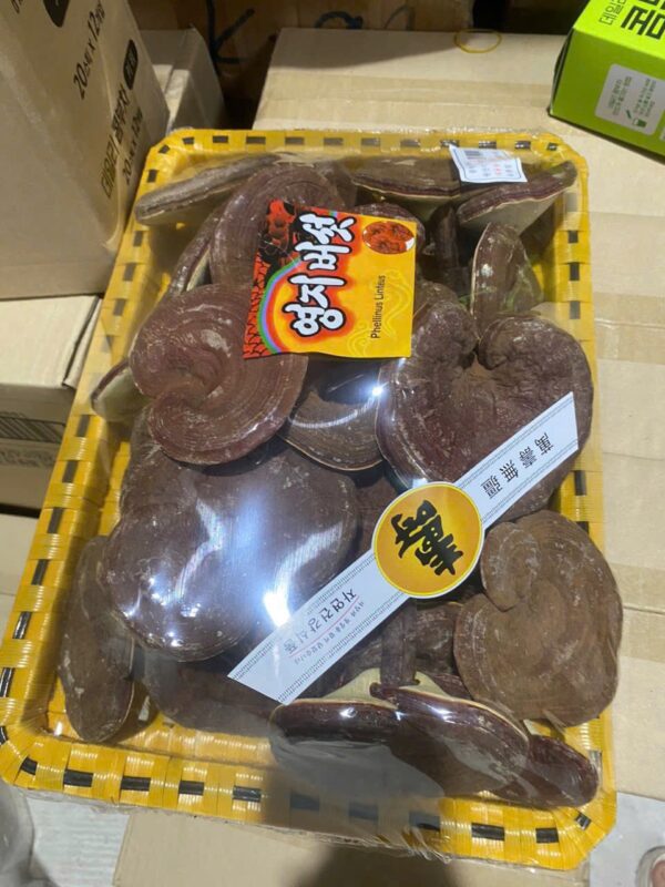 NẤM LINH CHI Đỏ đóng khay 1kg hàn quốc