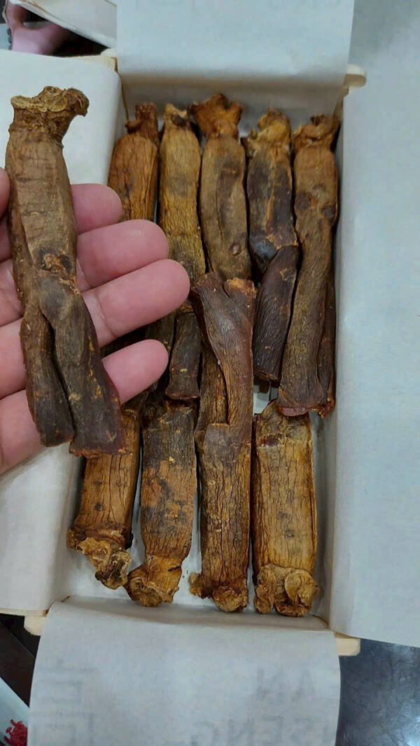 Sâm củ khô 300g KGC chính phủ sẵn hàng Số 15 ( 10 củ) - Ảnh 2