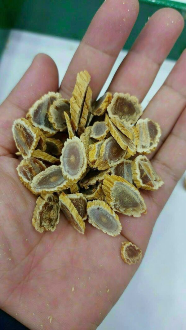 Thiên sâm củ khô Dragon King 300g - 10 củ - Ảnh 4